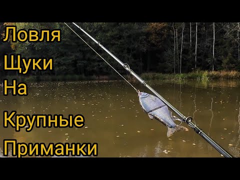 Видео: КРУПНЫЕ ПРИМАНКИ НА МЕЛКОВОДЬЕ ПОЗДНЕЙ ОСЕНЬЮ. Свимбейты и джерки снова выручили.