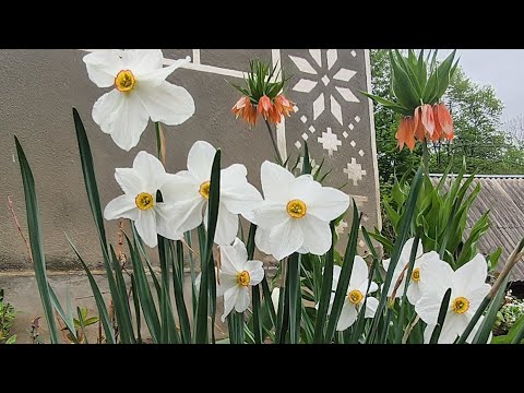 Видео: гарного вечора друзі