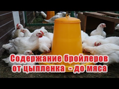 Видео: Выращивание бройлеров от А до Я. Сезон 2019 года.