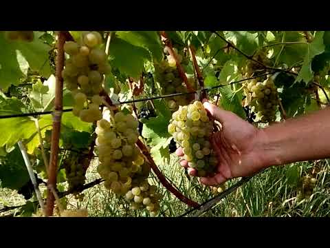 Видео: Отличный сорт винограда Бианка.