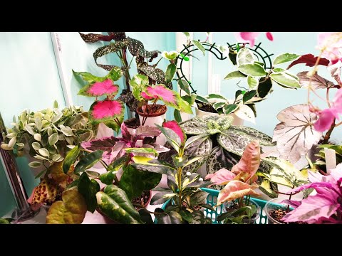 Видео: Комнатные цветы на стеллаже 🌿🌸