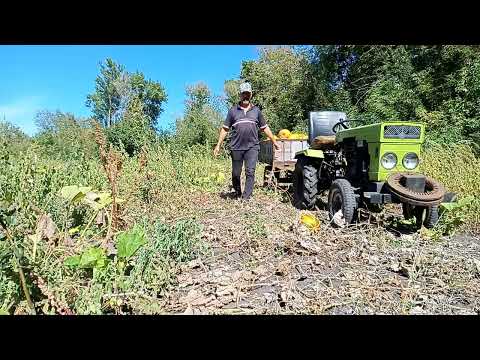 Видео: Розпочав збирання гарбузів