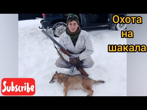 Видео: Охота на шакала. Не успели даже встать на номера.