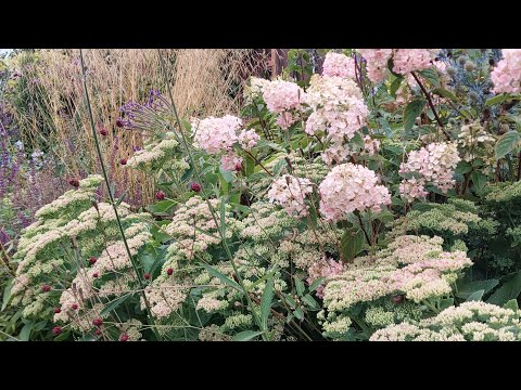 Видео: Прогулка по цветникам 22 августа. Ленинградская область.