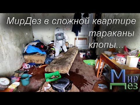 Видео: Захламленная квартира. Клопы, тараканы. МирДез (2023г) 13