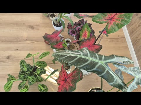 Видео: Траты на моё цветочное хобби. Новинки лета и их стоимость 💶😱