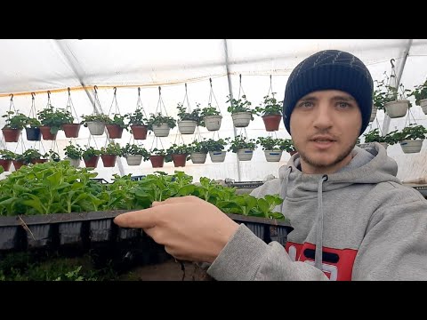 Видео: 2 самых быстрых способа дохода в тепличном бизнесе