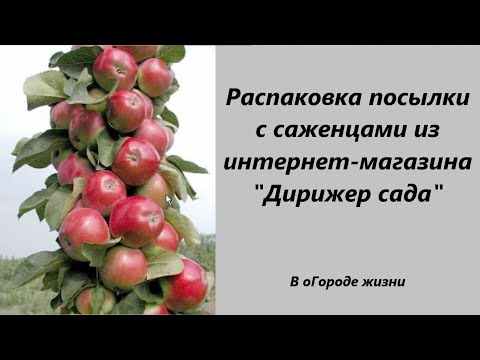 Видео: Распаковка посылки с саженцами от интернет-магазина "Дирижер сада"