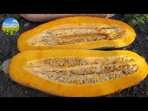 Видео: Розовый банан ещё не пробовала. Урожай тыквы порадовал!