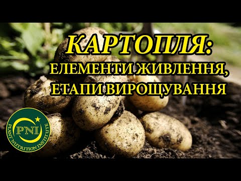 Видео: Вирощування картоплі: на що та коли впливаємо