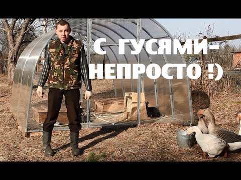 Видео: Кролики надёжнее , но с гусями - интереснее !)