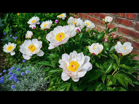 Видео: Нежные песни для хорошего самочувствия 🍀 Избавьтесь от лишних мыслей, беспокойства и стресса, эне...