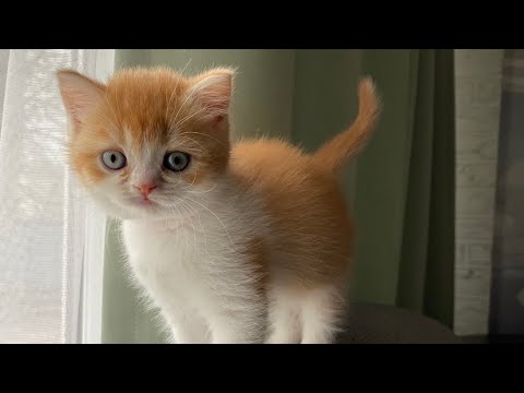 Видео: Зефирка Прадовна уезжает домой😻