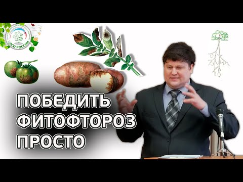 Видео: ФИТОФТОРОЗ. Как избавиться от фитофторы.