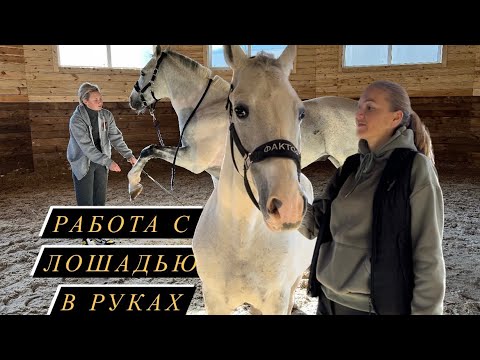 Видео: Работа с лошадью в руках | Основы основ | Для новичков