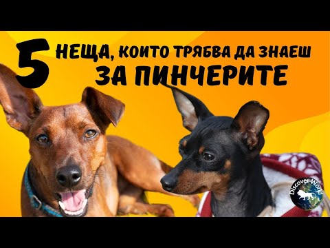 Видео: ТОП-5 важных фактов о Карликовыйх пинчерах, которые вы должны знать