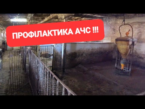 Видео: Профілактика АЧС і не тільки😱...ЦІНИ на СВИНЕЙ🔥 Засіб проти ТЕПЛОВОГО УДАРУ‼️