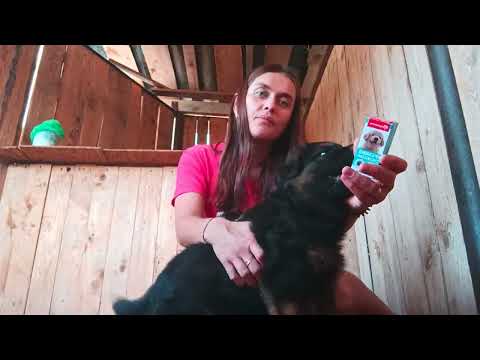 Видео: 46 день щенкам.ОСТАЛСЯ ОДИН ЩЕНОК.