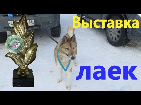 Видео: Выставка западносибирских лаек Ханты-Мансийск 2024 ринги кобелей младшей средней и старшей группы