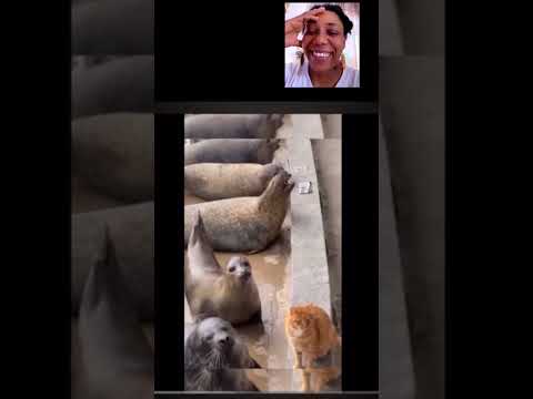 Видео: Самое смешное видео о животных в Интернете сегодня