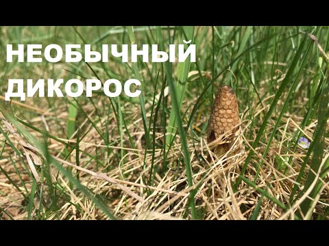 Видео: Пестики ХВОЩА полевого: собираю и готовлю