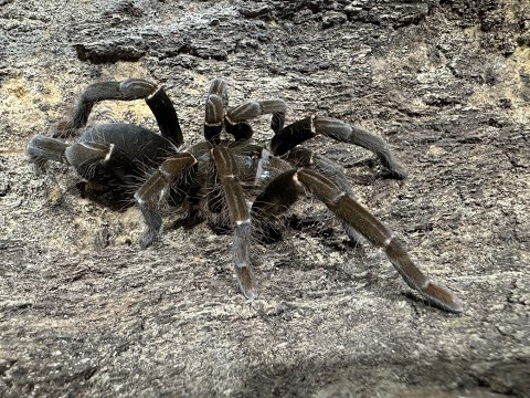 Видео: Как мы избавляемся от наших окаменелых тарантулов, и как появилась наша серебряная кнопка воспрои...