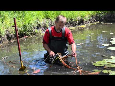 Видео: Посадка нимфеи в естественный пруд без пленки