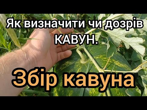 Видео: Як визначити чи дозрів КАВУНА.