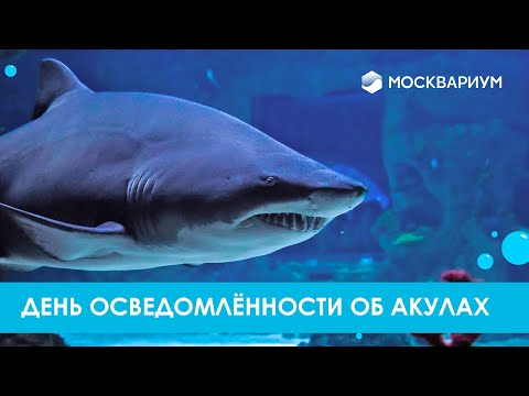 Видео: Акулы в Москве. От зебровой до песчаной тигровой