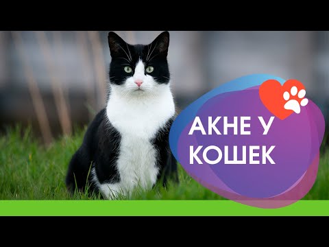 Видео: Лучшие методы борьбы с акне у кошек