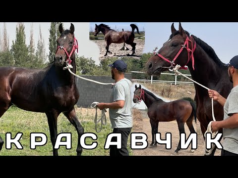 Видео: ЧЕМПИОН ЛИНИЯ КРАСАВЧИК