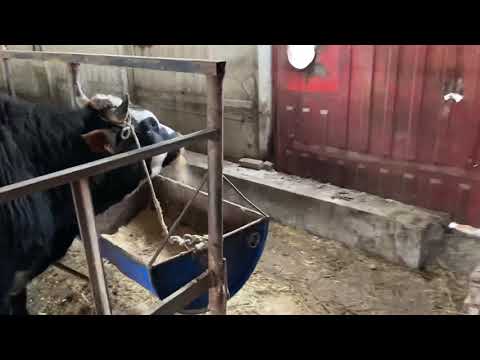 Видео: Откорм бычков и обзор откорма