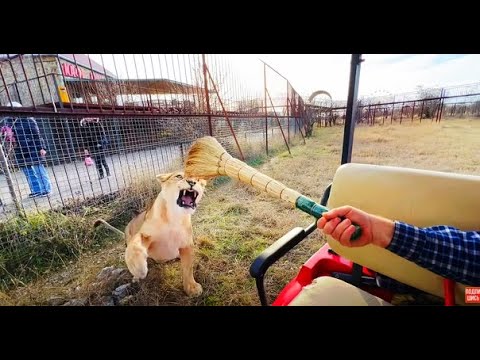 Видео: Эту львицу БЕСИТ ВСЁ, даже веник!