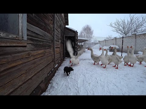 Видео: Гуси,как я начинал//Отношения с соседями