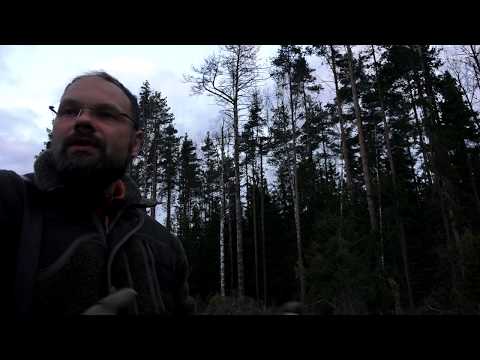 Видео: С охотой по жизни. Сезон 2. Погоня за глухарем