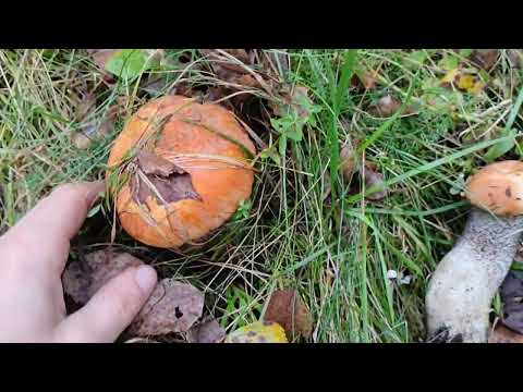 Видео: Пішов я значить по гриби 🍄🍄🍄