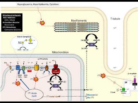 Видео: Метаболическая ловушка при СД (окислительное фосфорилирование и жиры) разрушает сердце и Ранолазин