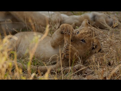 Видео: 20 самых милых львят в мире (8 и 7) [Африканское Сафари Плюс⁺] 187
