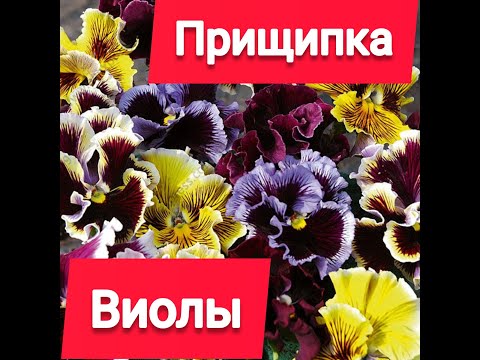 Видео: Прищипка виолы для пышного кустика.