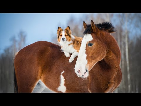 Видео: Нежная музыка, успокаивающая нервную систему – лечебная музыка для сердца и сосудов