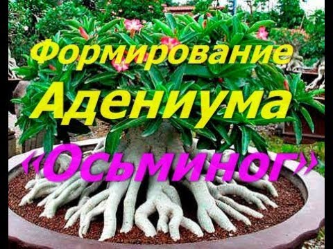 Видео: Адениум осьминог растет. Как сформировать Адениум (Осьминог)