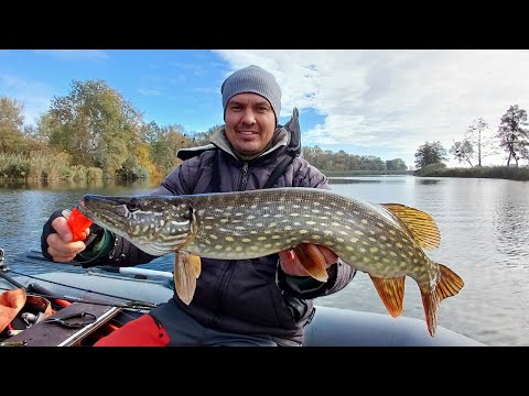 Видео: ✅Осінній джиг у КОРЧАХ!🌲😱 Ловив СУДАКІВ а клювали ЩУКИ!😍 Ізік рулить!🎣