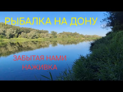 Видео: РЫБАЛКА НА ДОНУ. ЗАБЫТАЯ НАМИ НАЖИВКА