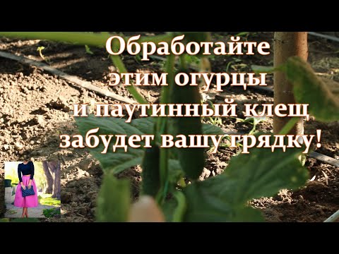 Видео: Обработайте этим огурцы и паутинному клещу конец! Всегда так опрыскиваю огурцы от паутинного клеща