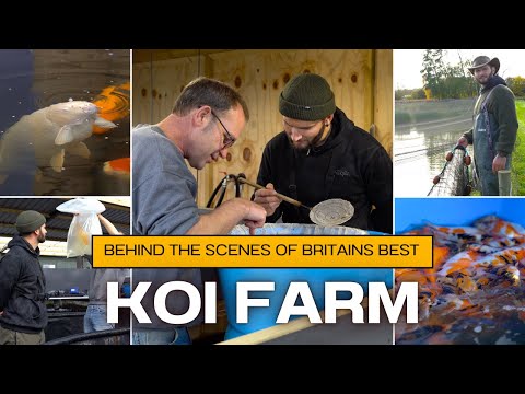 Видео: Ловля сачками на одной из ЛУЧШИХ ферм по разведению кои в Великобритании. (Крупный карп кои)