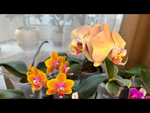 Видео: Чудо-чудесное мои подростки из Азии