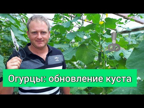 Видео: Огурцы: обновление куста