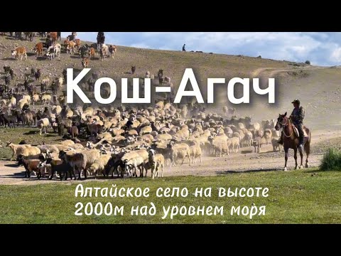 Видео: Алтай/ Кош-Агач/ Встретили Верблюдов/Огромные стада овец и яков/ Влог