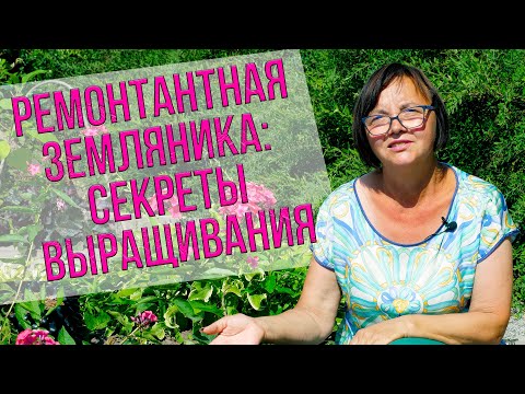 Видео: Ремонтантная земляника: секреты выращивания.