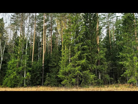 Видео: Лесная прогулка. Дары леса. 1 ноября.